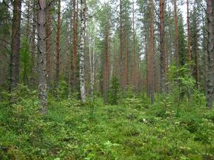 Three-species-mixture-plot-in-Finland.jpg