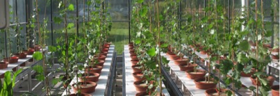 Robot de phénotypage pouvant accueillir 72 plants et permettant de contrôler l'irrigation.