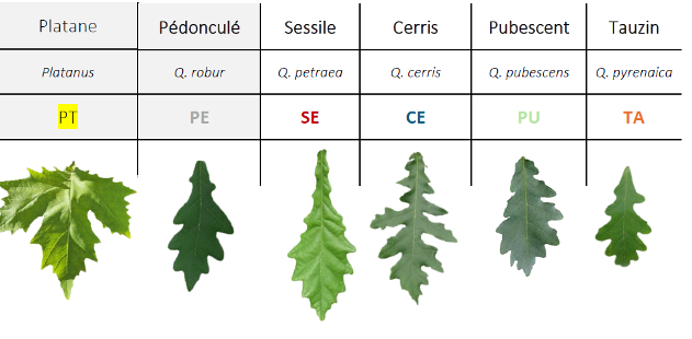 tableau essences chênes et platanes projet Mono-tree