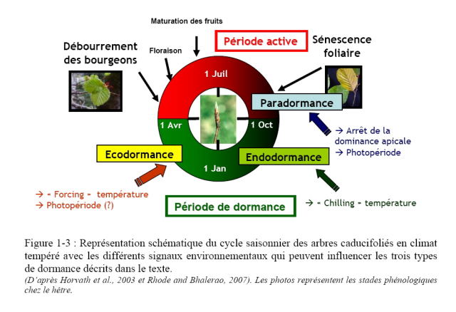 Cycle-saisonnier.jpg