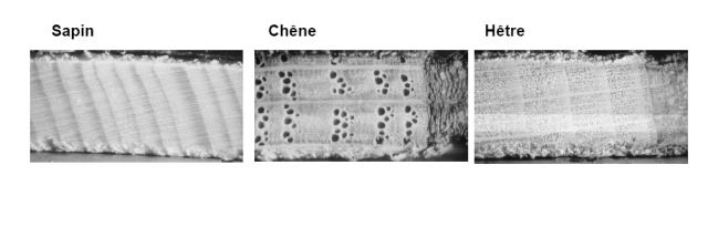 anatomie-cerne.jpg