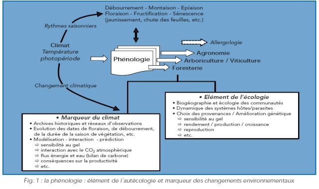 la-phenologie.jpg