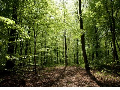 Forêt de Brin-sur-Seille, près de Nancy