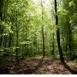 Forêt de Brin-sur-Seille, près de Nancy