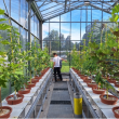 image plants en serre dans le cadre du projet DROTEMPOAK