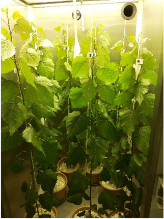 jeunes plants de peupliers sous conditions climatiques controlées