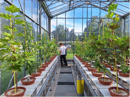 image plants en serre dans le cadre du projet DROTEMPOAK